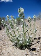 <i>Cryptantha spiculifera</i> resmi