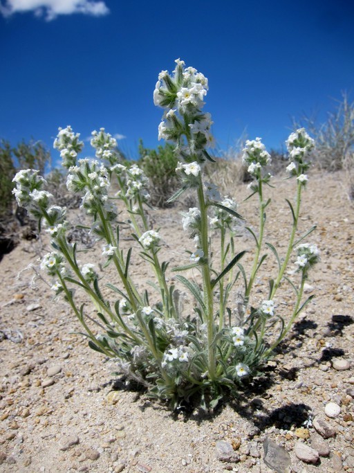 Image of <i>Cryptantha spiculifera</i>