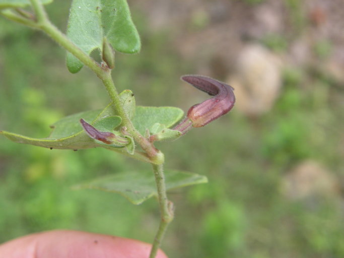 Image of Aristolochia quercetorum Standley