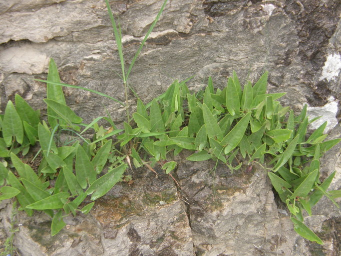 Image of Aristolochia quercetorum Standley