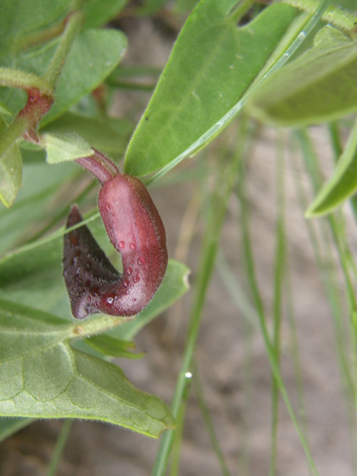 Image de Aristolochia quercetorum Standley