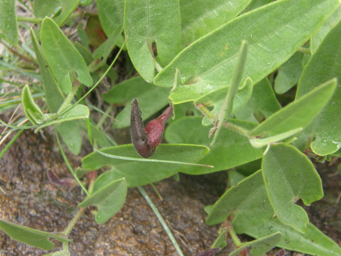 Image of Aristolochia quercetorum Standley