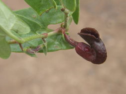 Image de Aristolochia quercetorum Standley