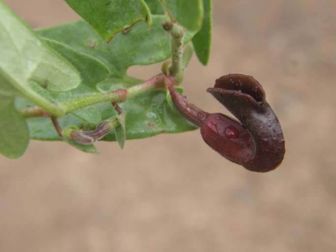 Image of Aristolochia quercetorum Standley