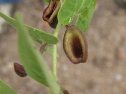 Image of Aristolochia quercetorum Standley