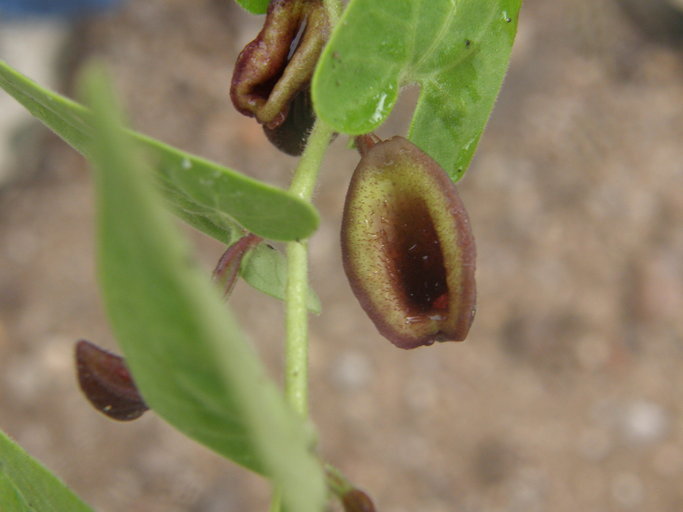 Image de Aristolochia quercetorum Standley