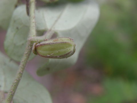 Image of Aristolochia quercetorum Standley