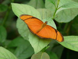 Image of Heliconius aliphera Latreille & Godart 1819