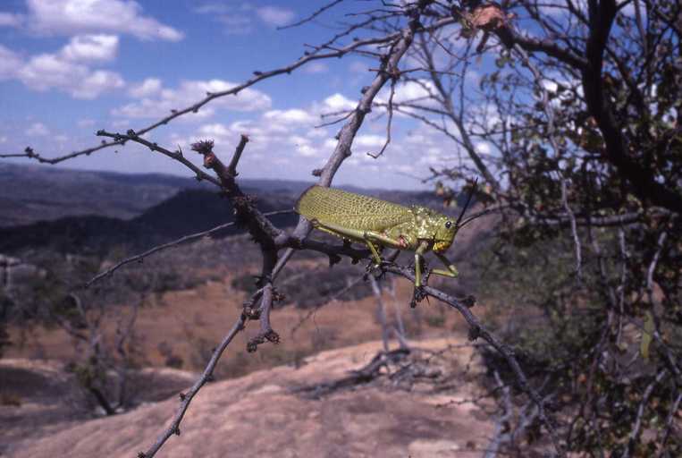 Image of African bush grasshopper