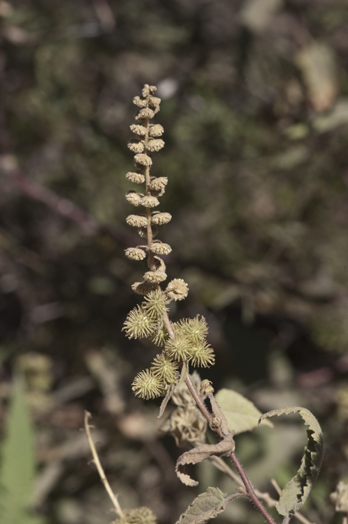 Image of Ambrosia-leaf Bursage