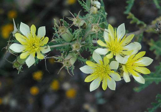 Image of Adonis blazingstar