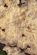 Image of Stereum rugosum Pers. 1794