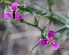 Image of thorn skeletonweed