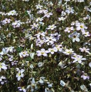 Image of serpentine linanthus