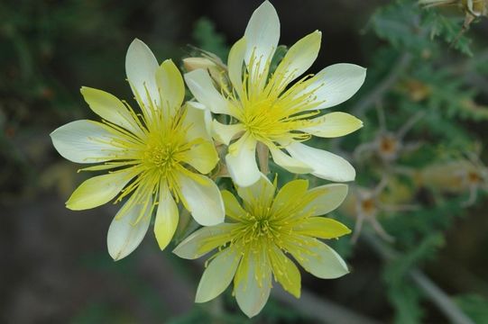 Image of Adonis blazingstar