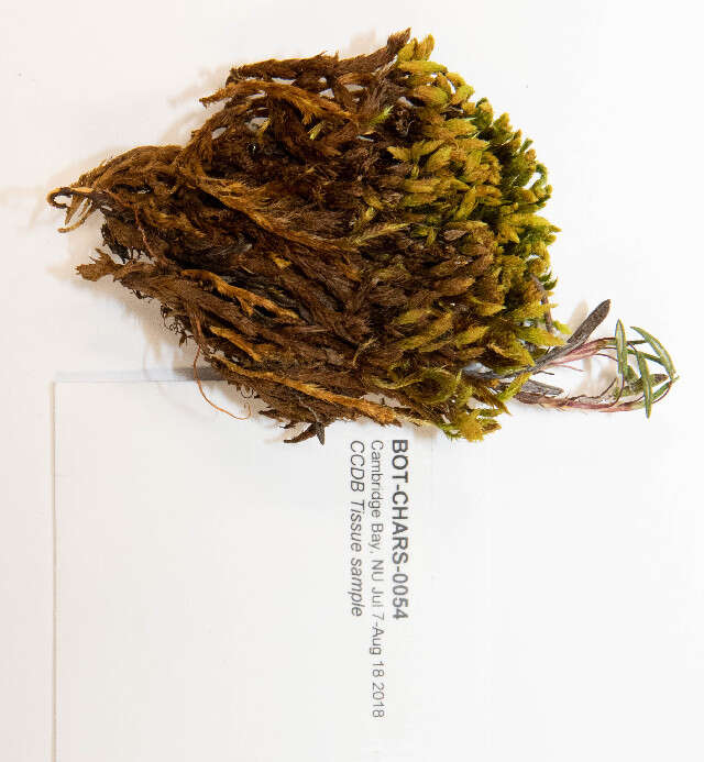 Image of Aulacomniaceae
