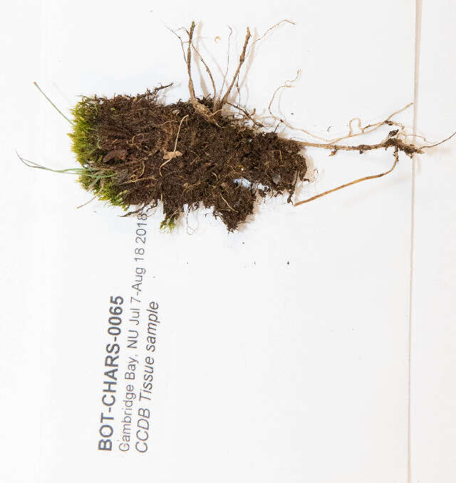 Image of distichium moss