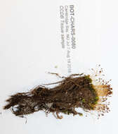 Image of dung-moss family