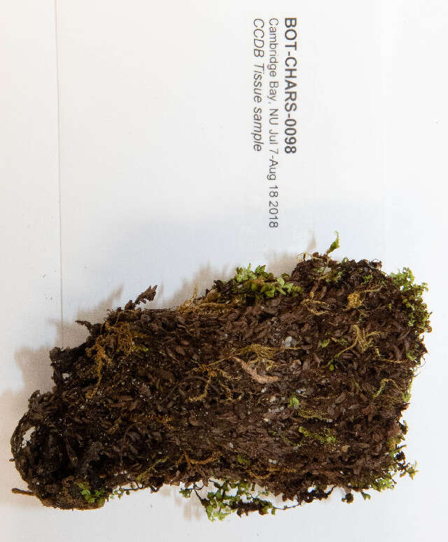 Image of cinclidium moss