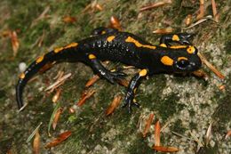 Image of Common Fire Salamander