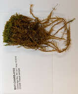 Image of drepanocladus moss