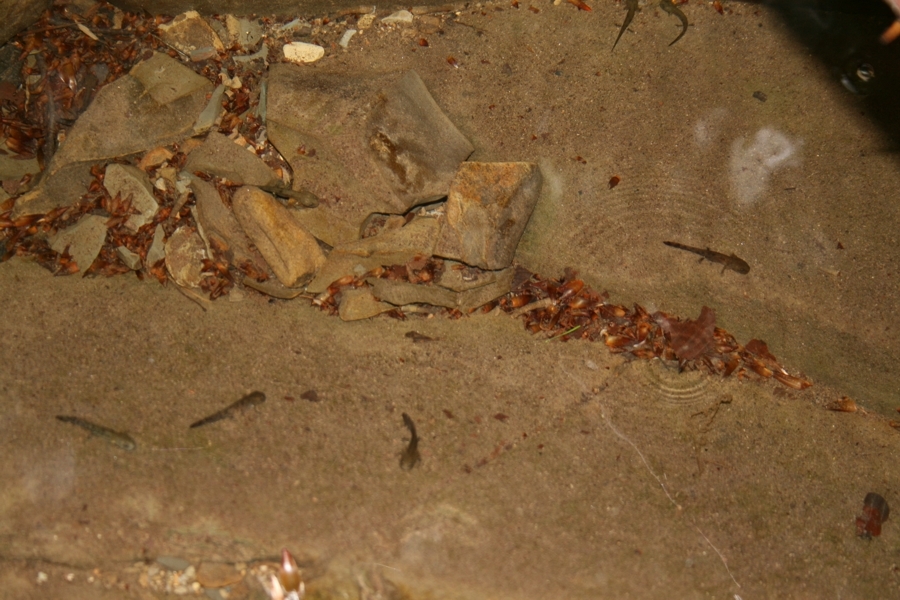 Image of Common Fire Salamander