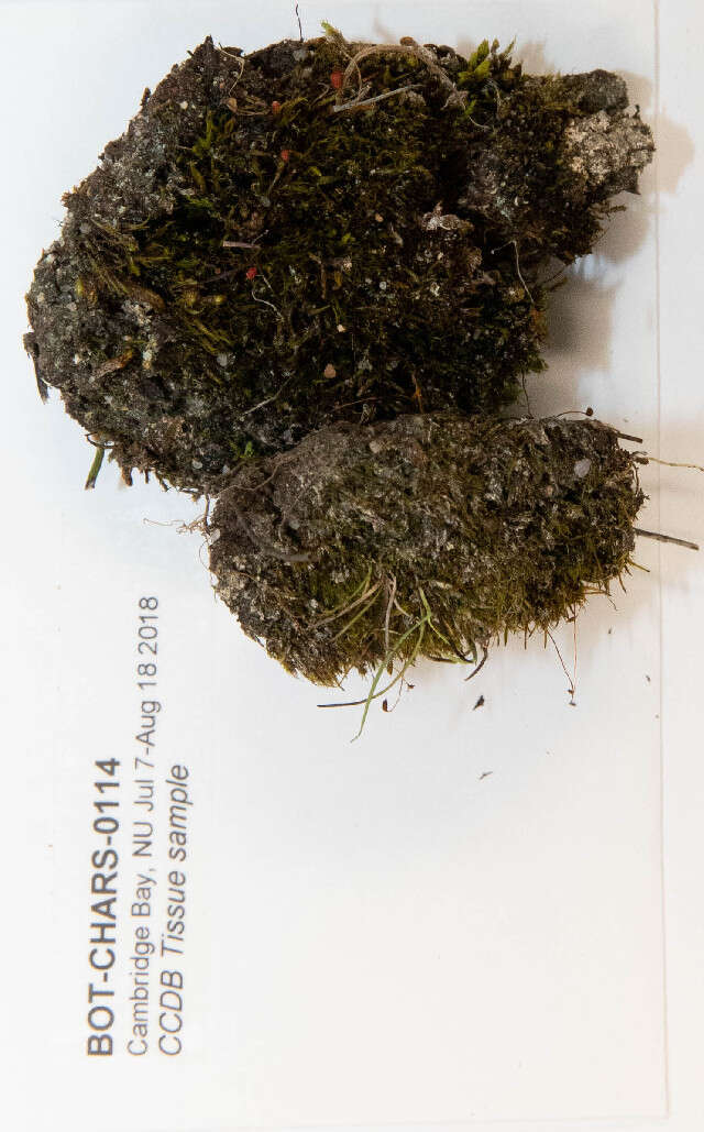 Image of distichium moss