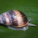 Image of Moorean Viviparous Tree Snail