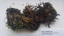 Image of cinclidium moss