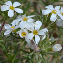 Image of Nuttall's linanthus