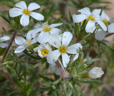 Image de Leptosiphon nuttallii subsp. pubescens (R. Patt.) J. M. Porter & L. A. Johnson