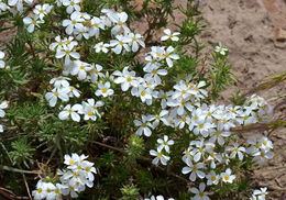 Image de Leptosiphon nuttallii subsp. pubescens (R. Patt.) J. M. Porter & L. A. Johnson