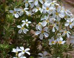 Image de Leptosiphon nuttallii subsp. pubescens (R. Patt.) J. M. Porter & L. A. Johnson