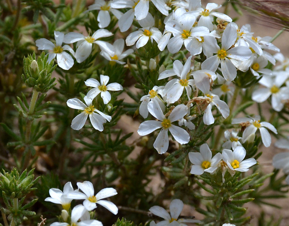 Image de Leptosiphon nuttallii subsp. pubescens (R. Patt.) J. M. Porter & L. A. Johnson