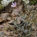 Image of cold-desert phlox