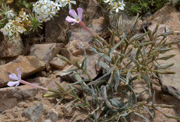 Image of cold-desert phlox