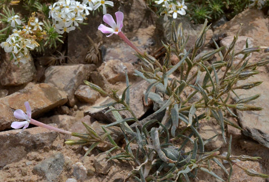 Image of cold-desert phlox