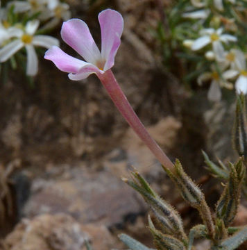 Image of cold-desert phlox