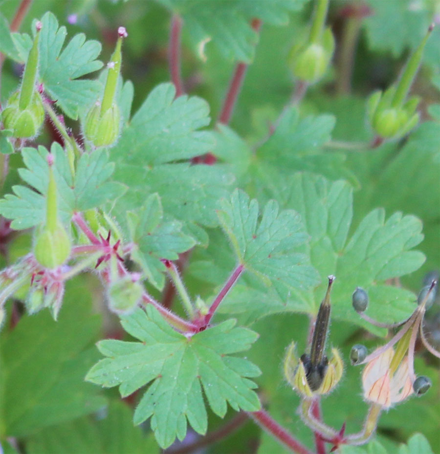 Image of Round-leaved Crane's-bill