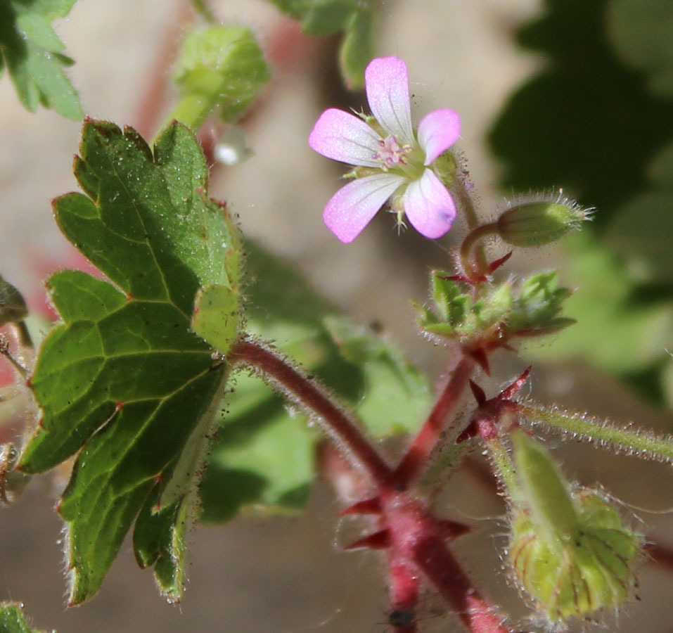 Image of Round-leaved Crane's-bill