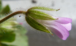 Image of Round-leaved Crane's-bill