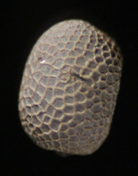 Image of Round-leaved Crane's-bill