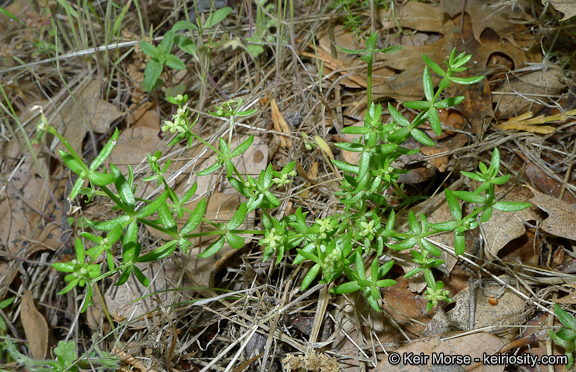 Image of graceful bedstraw