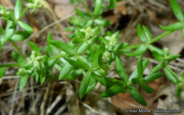 Image of graceful bedstraw