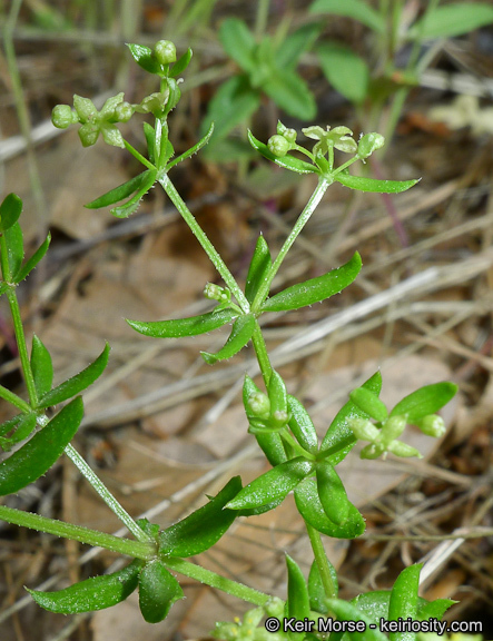 Image of graceful bedstraw