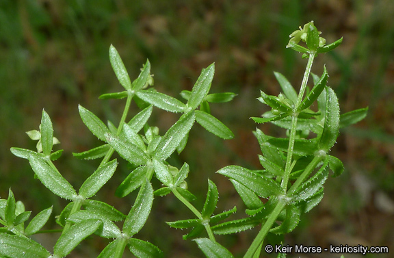 Image of graceful bedstraw