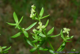 Image of graceful bedstraw