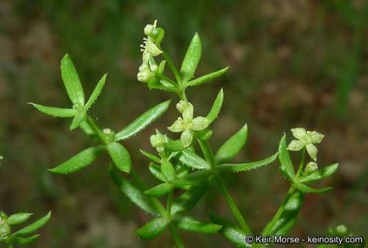 Plancia ëd Galium porrigens Dempster