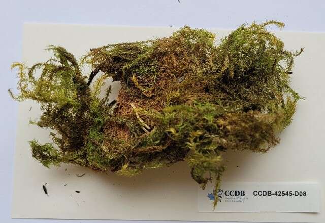 Image of drepanocladus moss