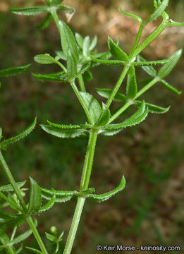 Image of graceful bedstraw